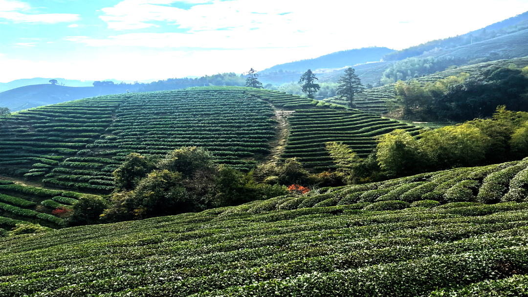 Curating a Life Well-Lived